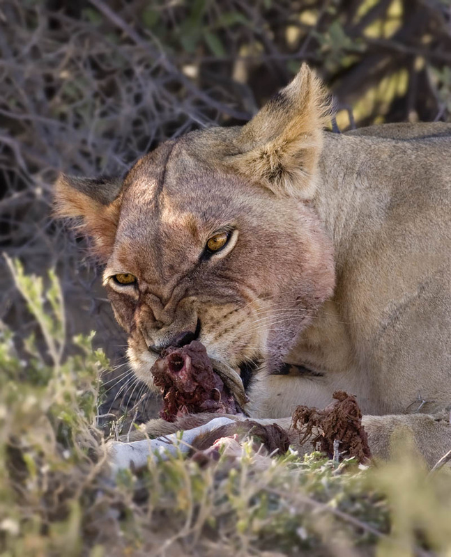 Lets not discuss diet... - Kgalagadi Transfrontier Park (m)
