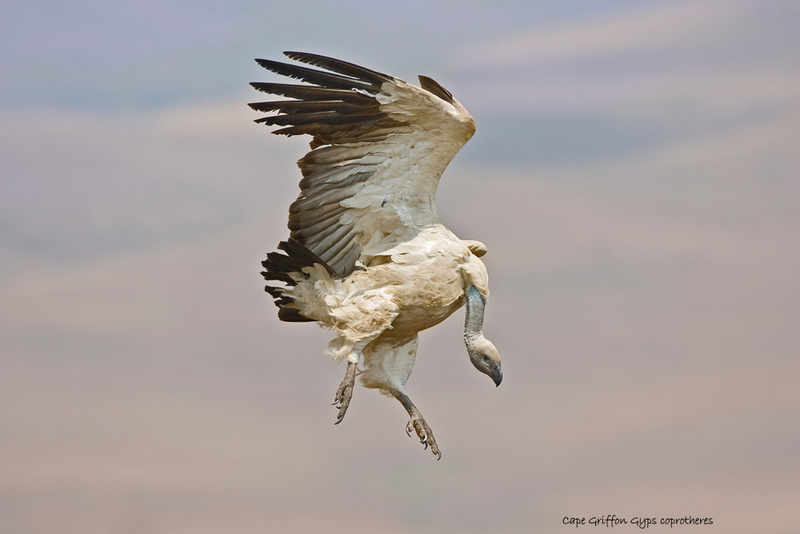 Cape Griffon - Giants Castle Drakensberg (BOP)