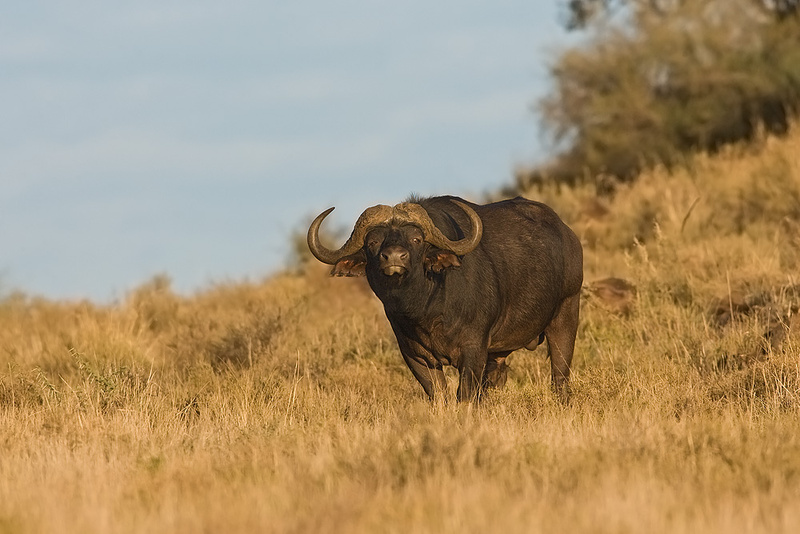 Buffalo - Mokala National Park (M)