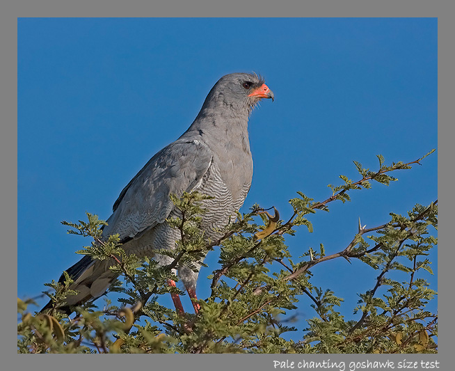 Pale chanting goshawk - Kgalagadi Transfrontier Park