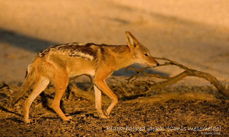 Places to go.... - Kgalagadi Transfrontier Park (m)