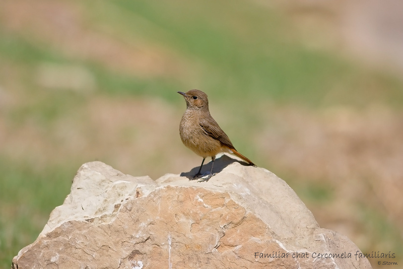 Familiar chat - Giants Castle Drakensberg (OB)