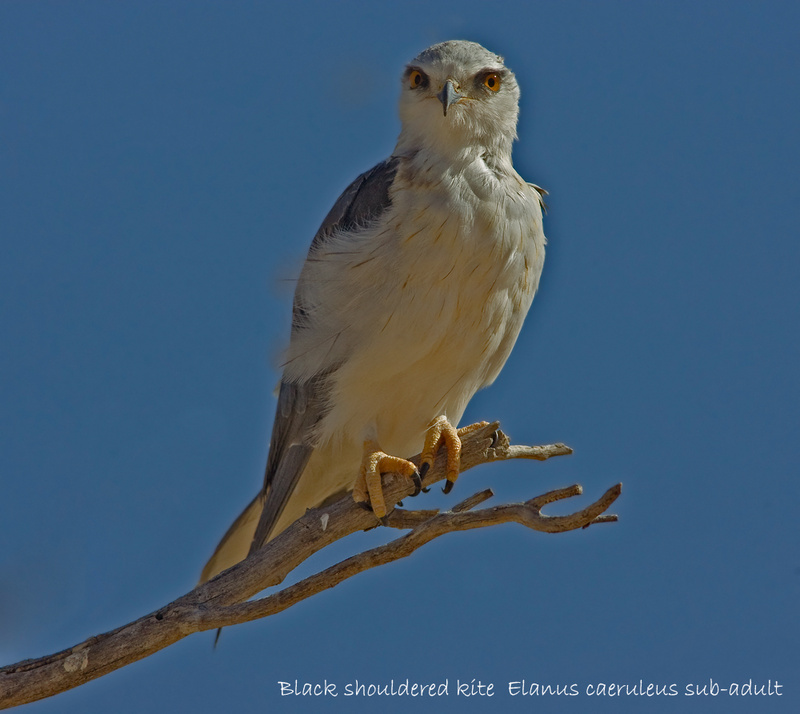 Black shouldered kite - Kgalagadi Transfrontier Park