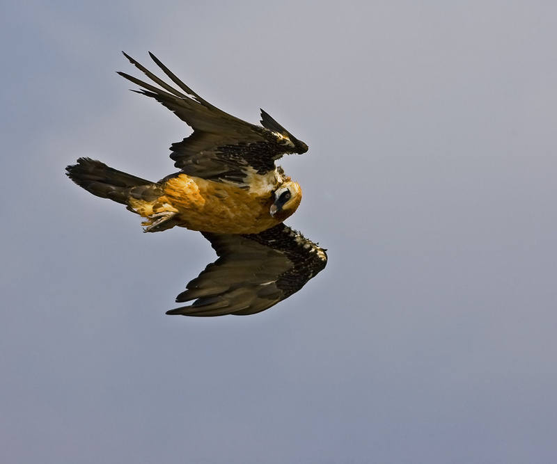 Bearded vulture - Giants Castle Drakensberg (BOP)