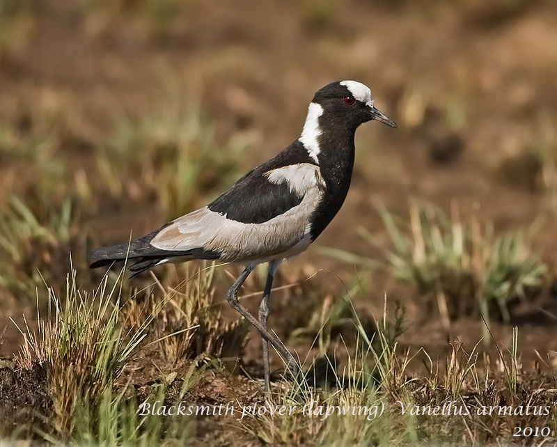 Blacksmith lapwing (plover) - Pilanesberg NP (ob)