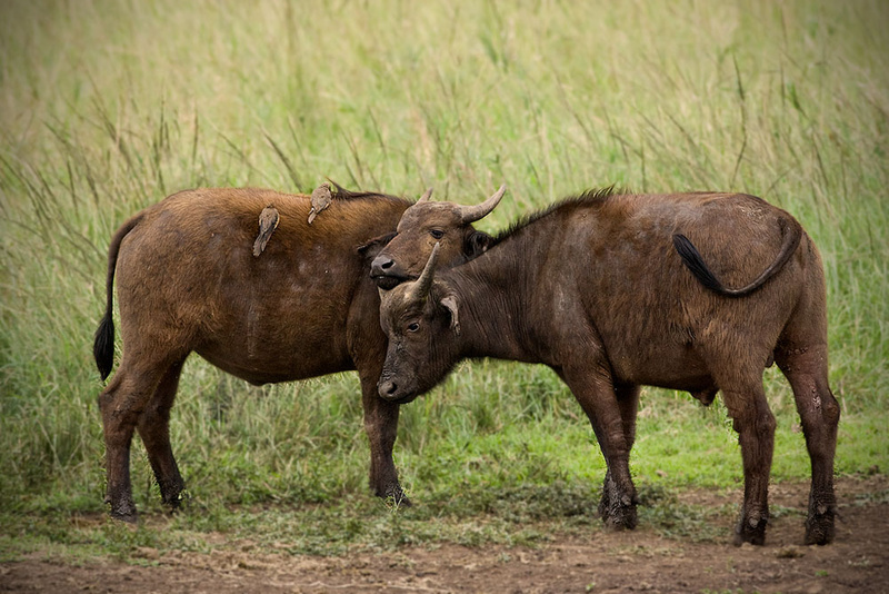Buffalo calves - Hhluluwe-Imfolozi (M)