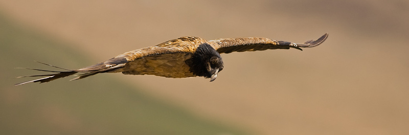 Juvenile bearded vulture - Giants Castle Drakensberg (BOP)