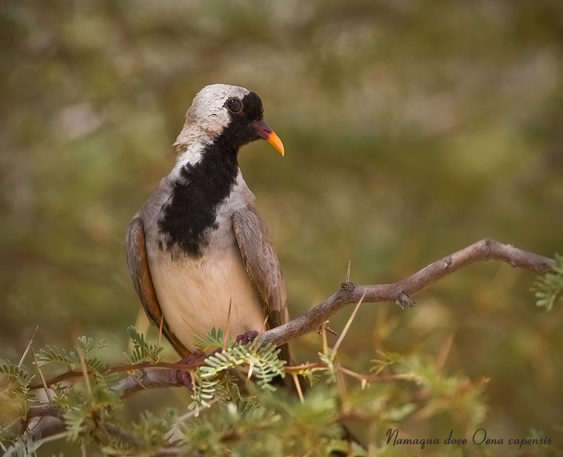 Namaqua dove - Kgalagadi Transfrontier Park (ob)