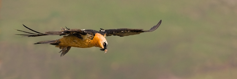 Bearded Vulture - Giants Castle Drakensberg (BOP)