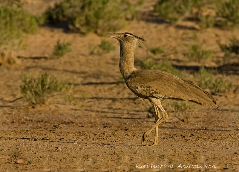 Kori bustard - Kgalagadi Transfrontier Park (ob)