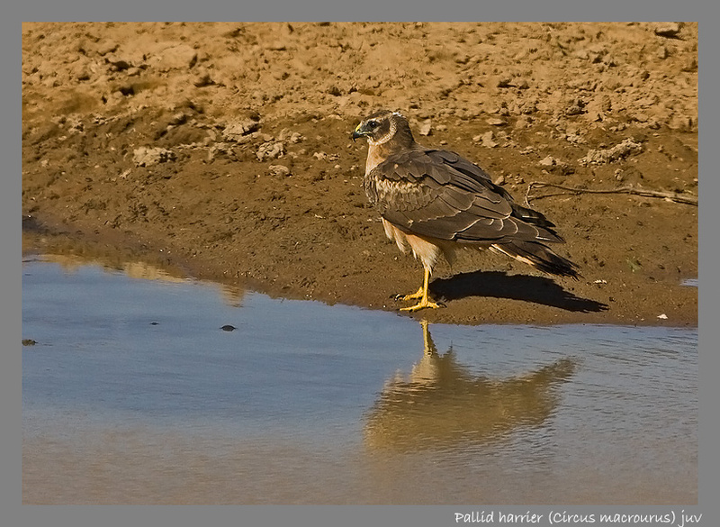 Pallid harrier (juvenile) - Kgalagadi Transfrontier Park