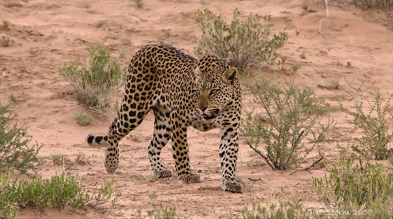 Leopard - Kgalagadi Transfrontier Park (m)