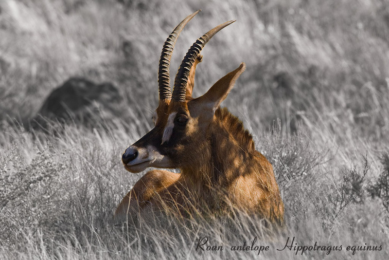 Roan antelope - Mokala National Park (M)