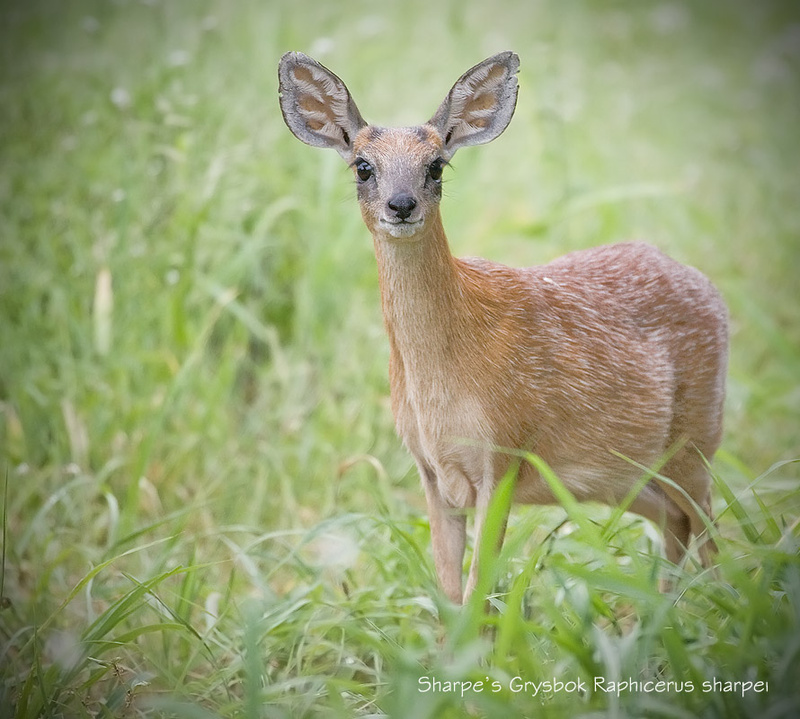 Sharpe's grysbok - Kruger National Park (M)