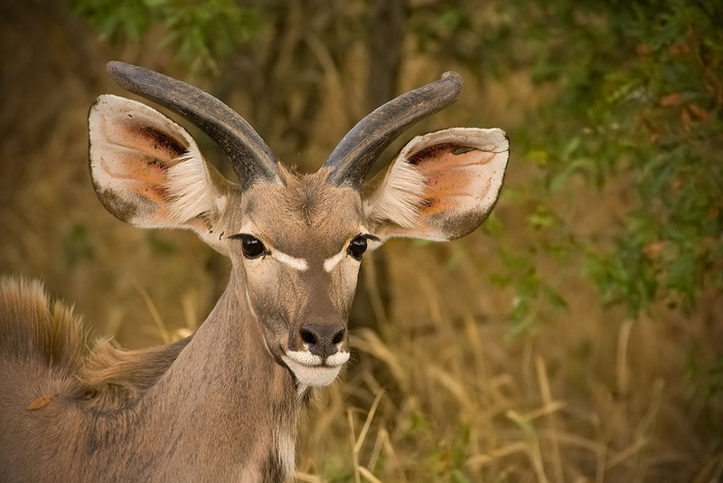 Kudu portrait - Kruger National Park (M)