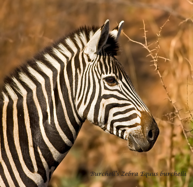 Zebra portrait - Pilanesberg NP (m)