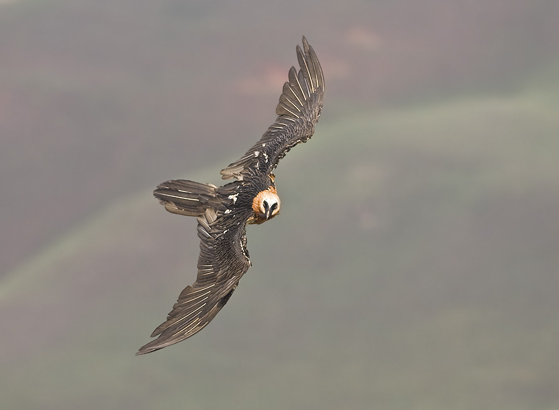 Bearded vulture - Giants Castle Drakensberg (BOP)