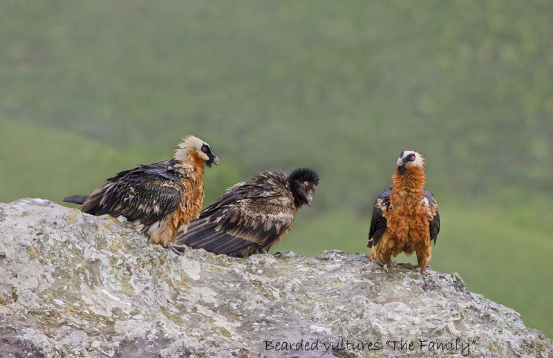 'The Family' - Giants Castle Drakensberg (BOP)