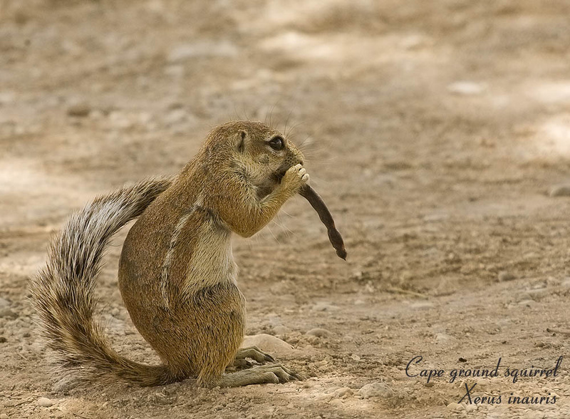 Ground squirrel - Kgalagadi Transfrontier Park (m)