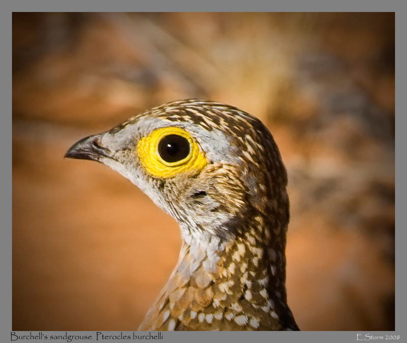 Burchell's sandgrouse portrait - Kgalagadi Transfrontier Park (ob)