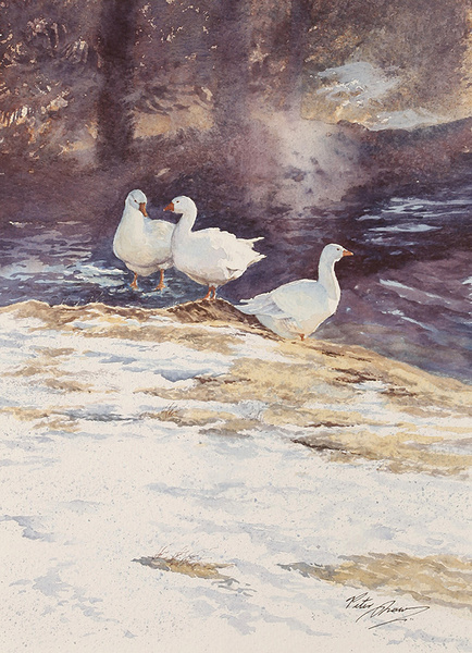 Winter Geese - 'Feathers and Fur'