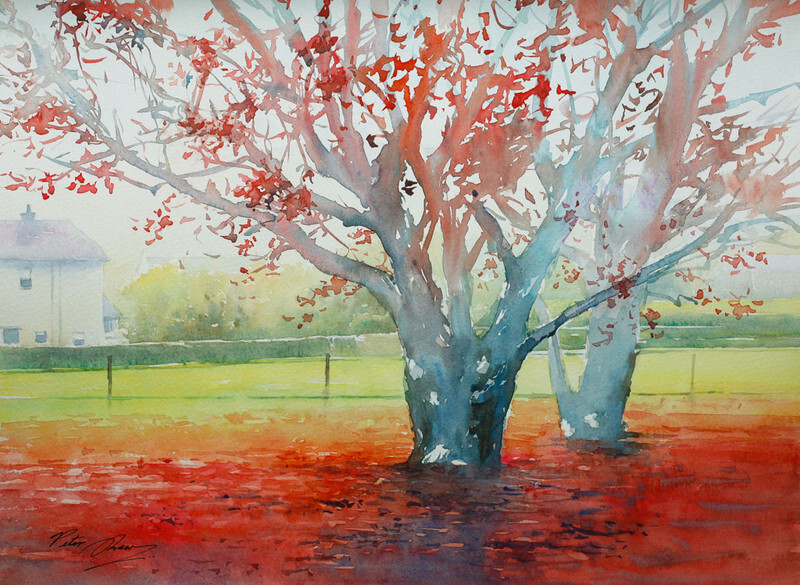 'Japanese Maples' - Atmosphere and Light