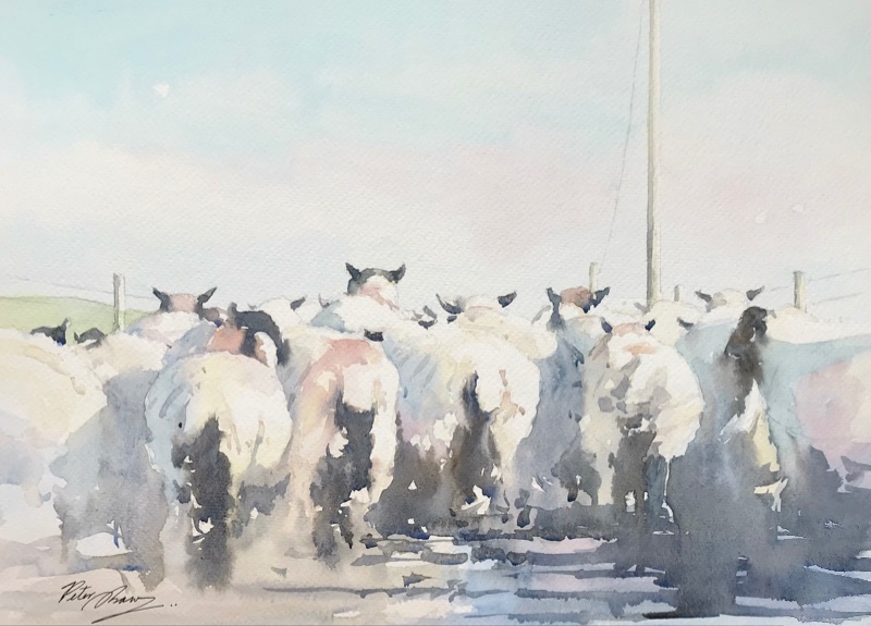 'The Scramble' - 'Feathers and Fur'