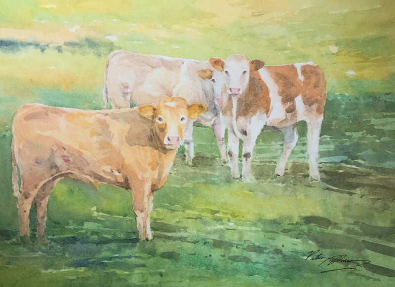 'Curious Calves' - 'Feathers and Fur'