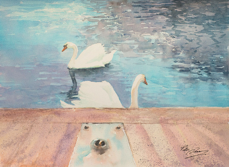 'Swan Lake' - 'Feathers and Fur'