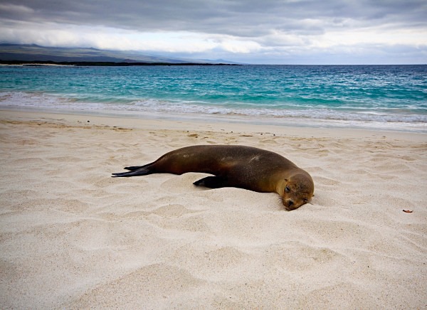  - Wildlife