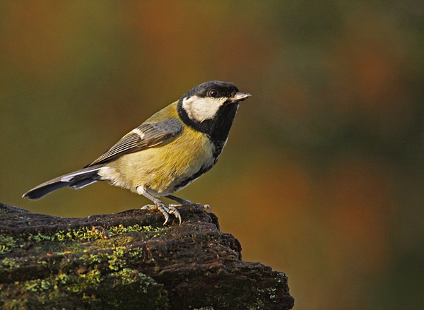  - Wildlife