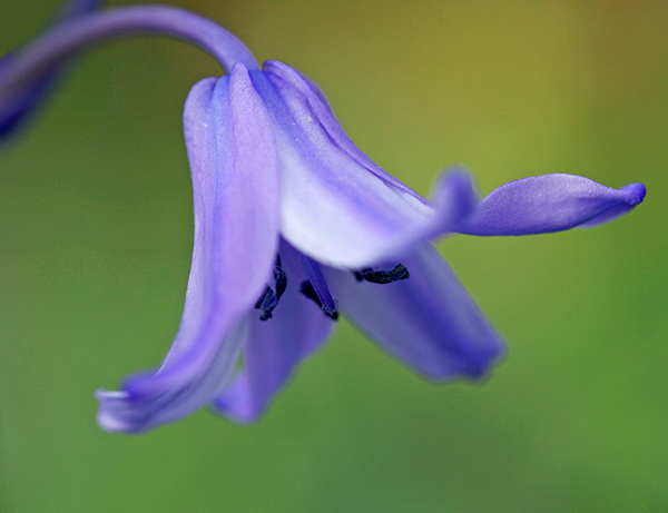  - Flowers and Fungi