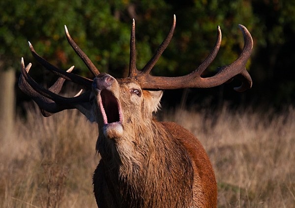  - Wildlife