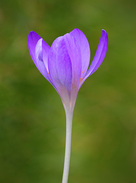  - Flowers and Fungi