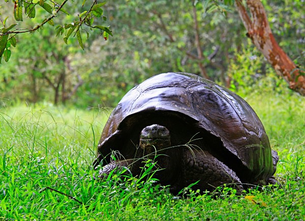  - Wildlife