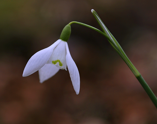  - Flowers and Fungi