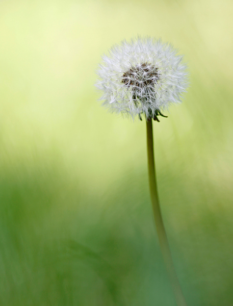  - Flowers and Fungi