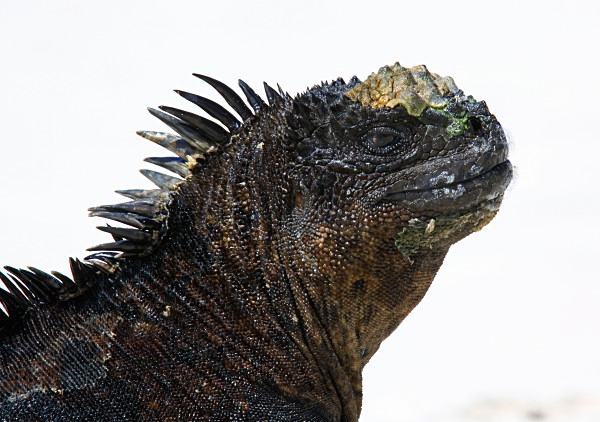  - Wildlife