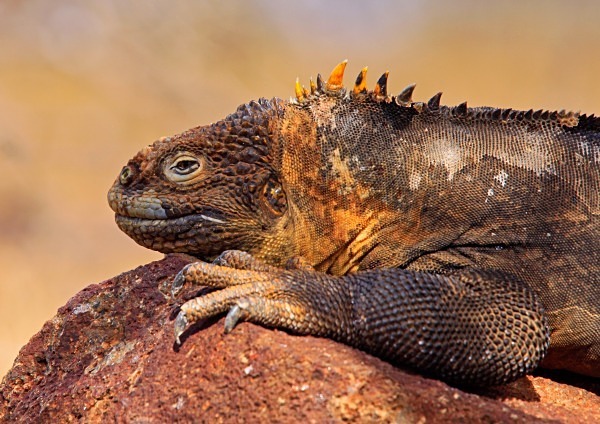  - Wildlife