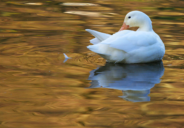  - Wildlife