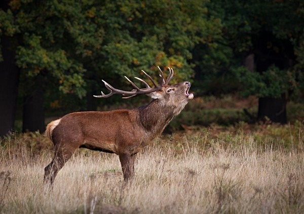  - Wildlife