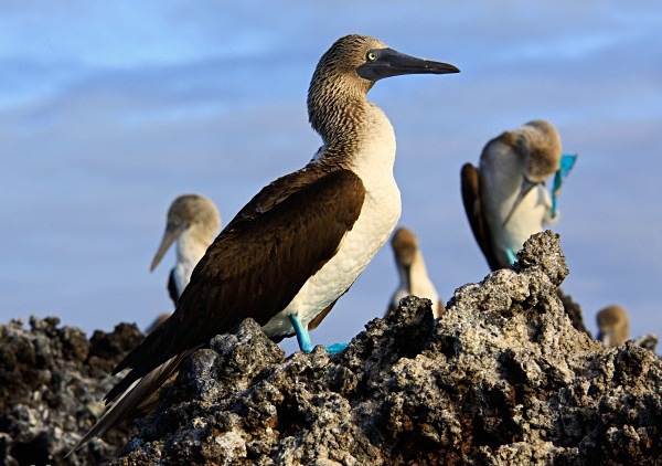  - Wildlife