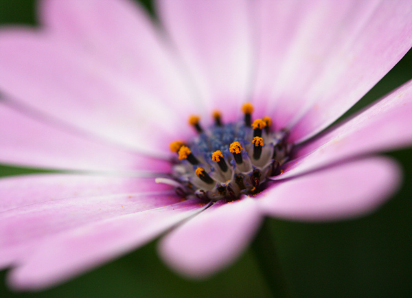  - Flowers and Fungi