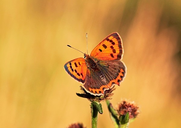  - Wildlife