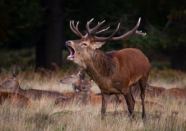  - Wildlife