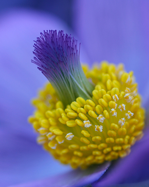  - Flowers and Fungi