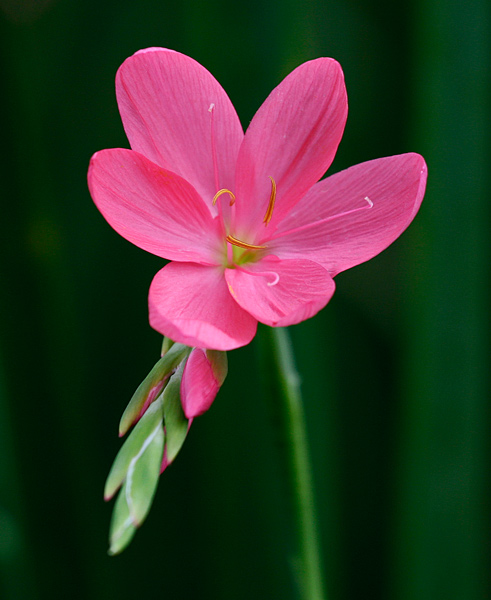  - Flowers and Fungi