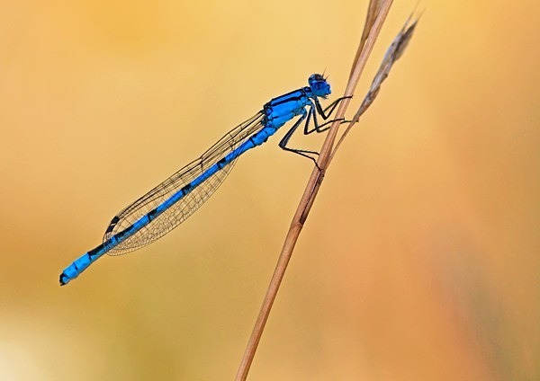 - Wildlife