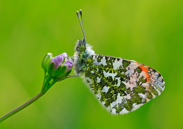  - Wildlife