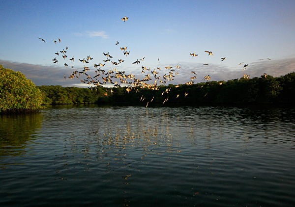  - Wildlife